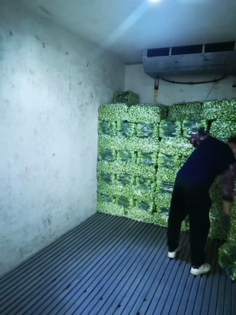 【量大优惠】山东上海青小油菜品质保障对接批发电商