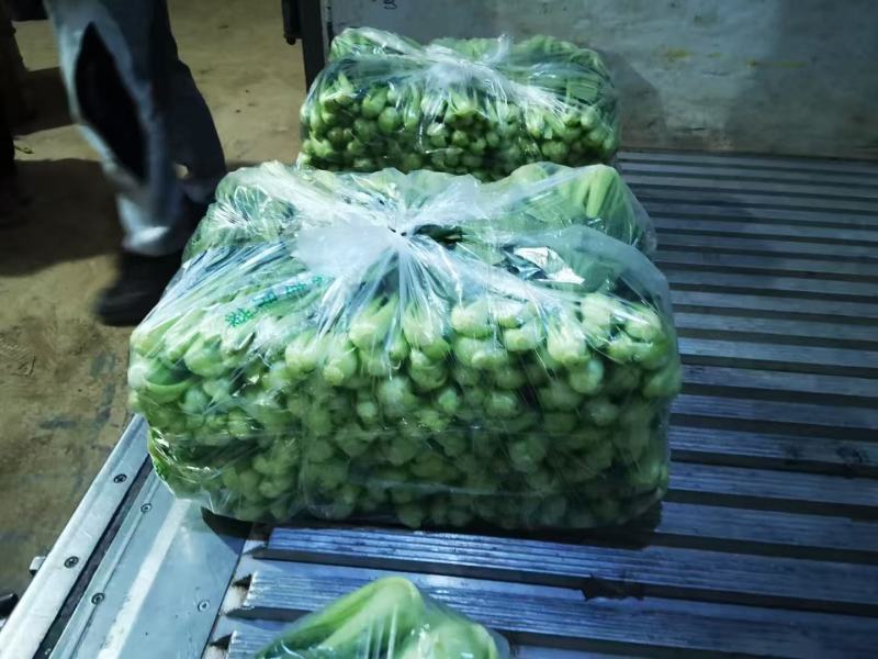 【量大优惠】山东上海青小油菜品质保障对接批发电商