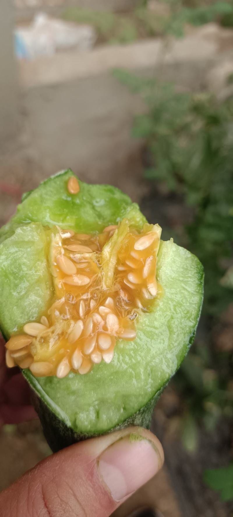 羊角蜜长年供应，直供全国各类团购仓，各大批发市场及商超
