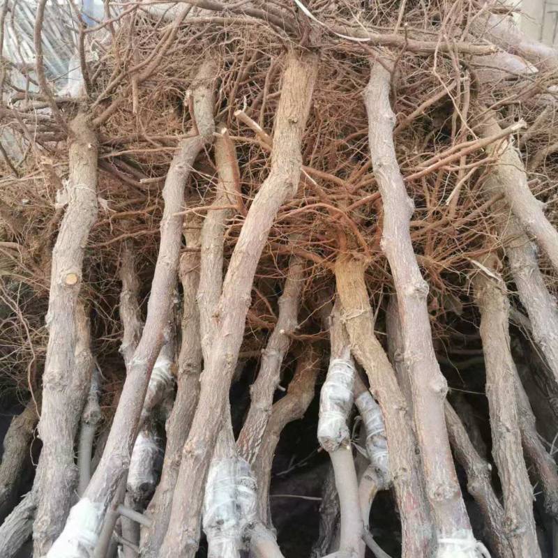枣树苗芽变新品种特甜大枣苗根系好存活高可视频看货
