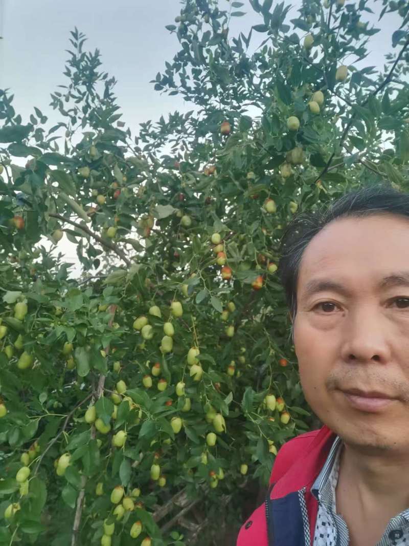 枣树苗芽变新品种特甜大枣苗根系好存活高可视频看货