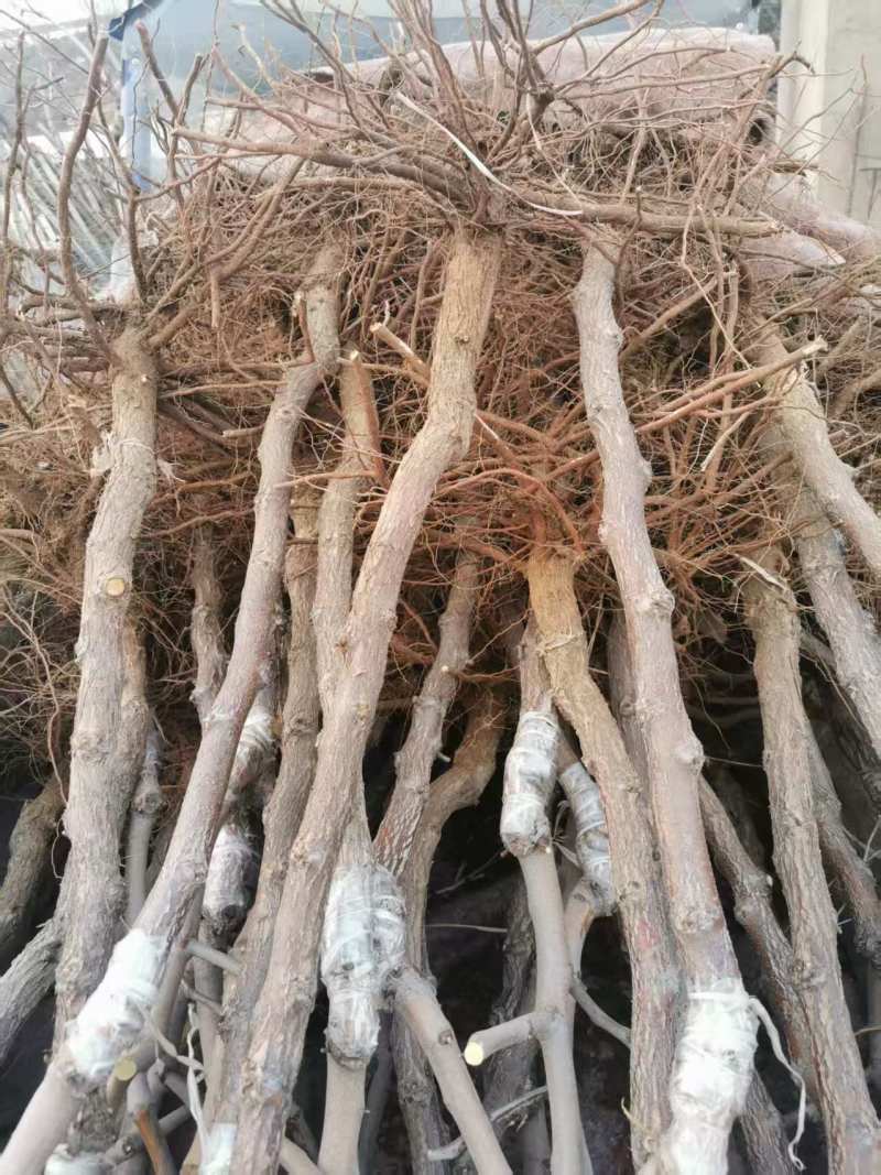 枣树苗芽变新品种特甜大枣苗根系好存活高可视频看货