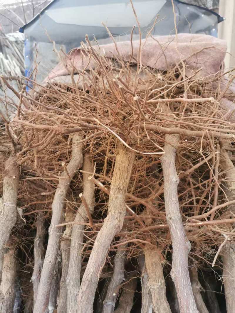 枣树苗芽变新品种特甜大枣苗根系好存活高可视频看货