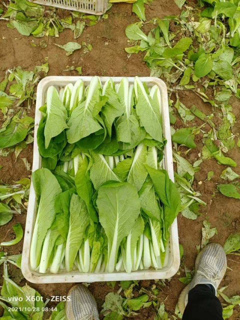 【品质保障】山东奶白菜基地直供量大优惠可视频看
