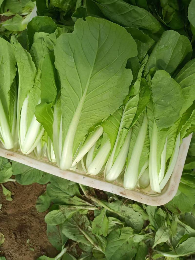 【品质保障】山东奶白菜基地直供量大优惠可视频看