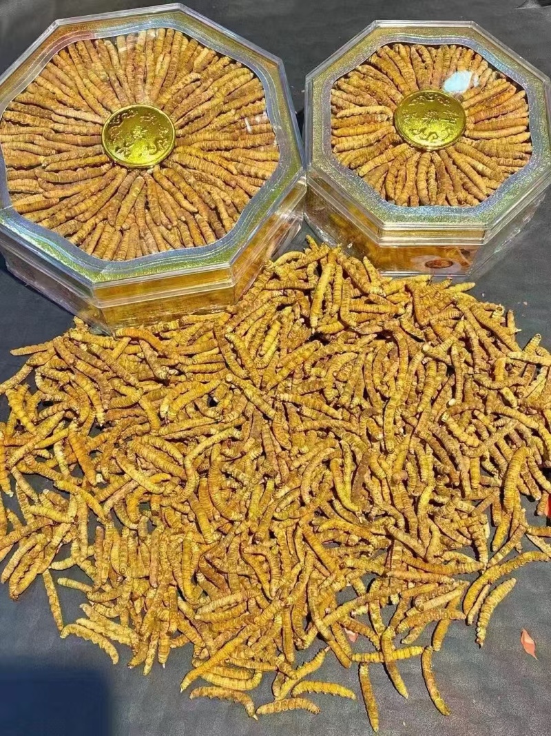 冬虫夏草货源充足，产地直发，诚信经营，欢迎客商来电