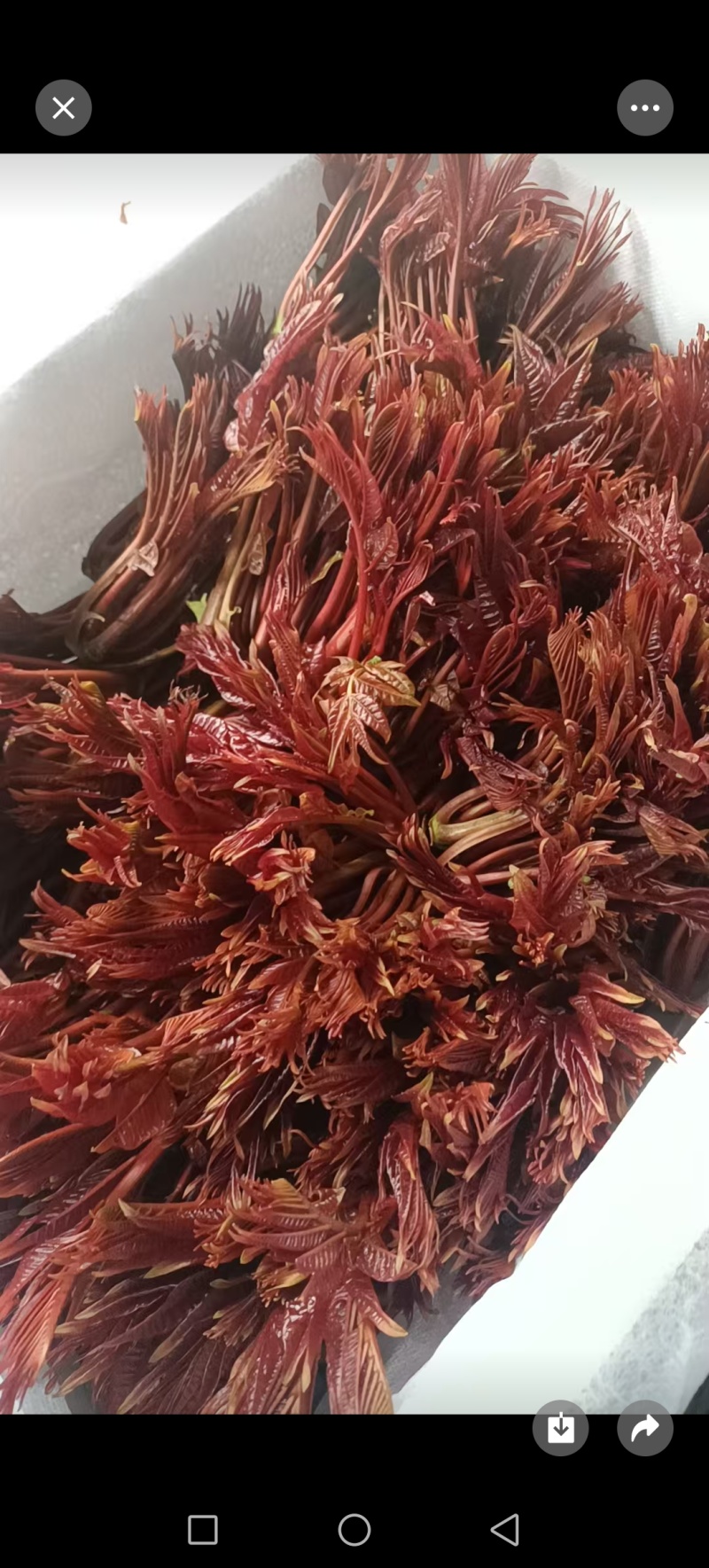 香椿芽，大竹香椿芽。红油香椿，露天生长。