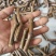 芽变穗芽变新品种大枣侧枝接穗可视频看货，量大从优