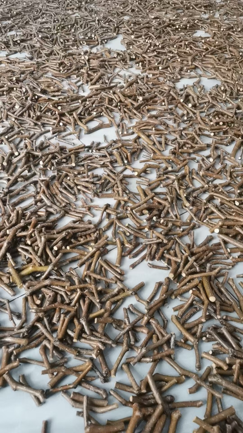 芽变穗芽变新品种大枣侧枝接穗可视频看货，量大从优