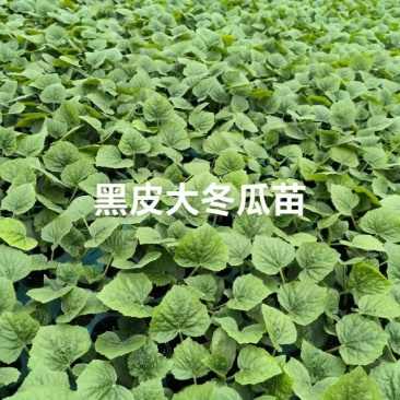 黑皮大冬瓜苗，品种齐全，基地直发量大从优
