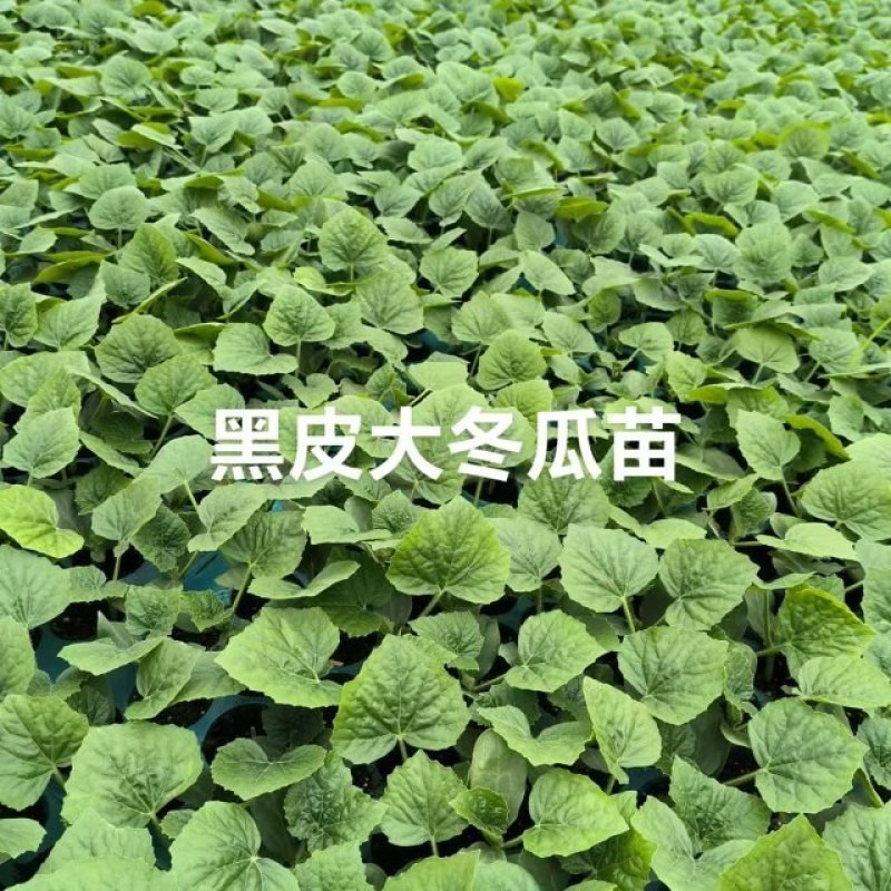 黑皮大冬瓜苗，品种齐全，基地直发量大从优