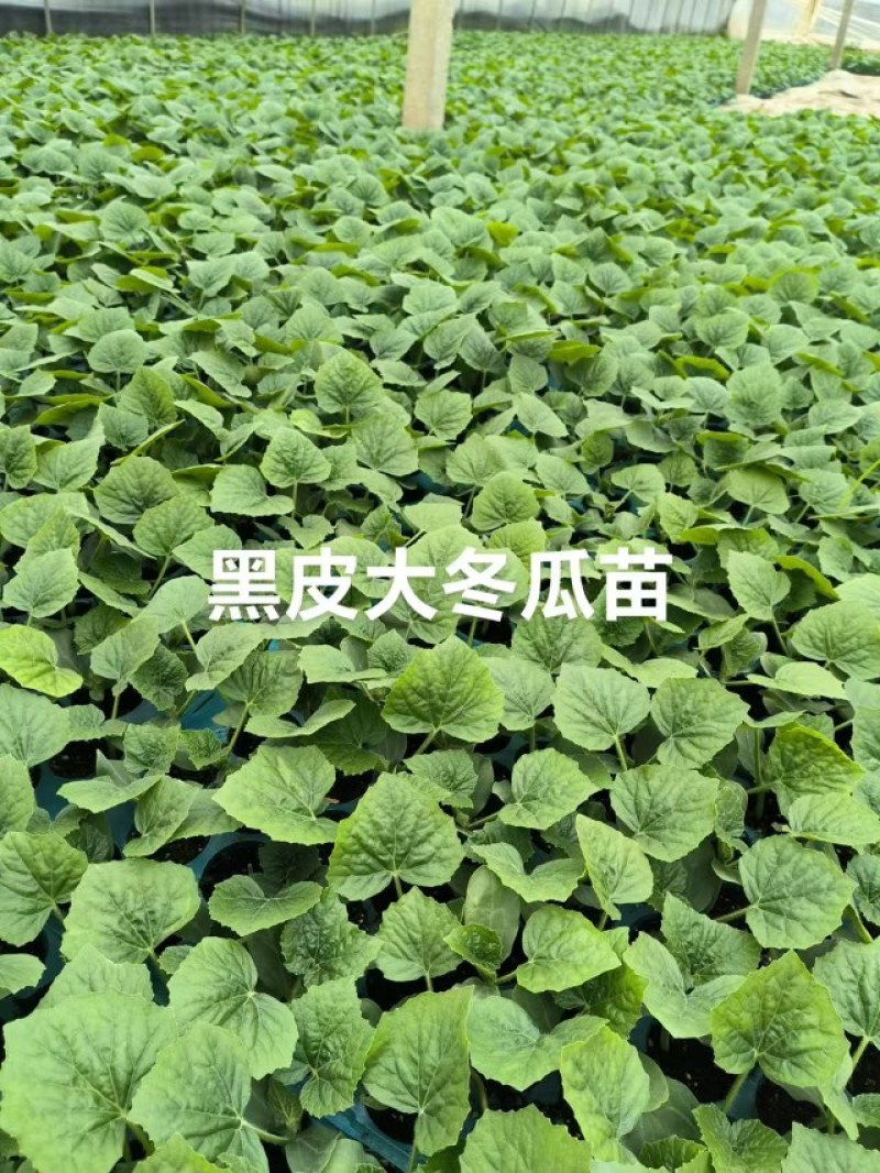 黑皮大冬瓜苗，品种齐全，基地直发量大从优