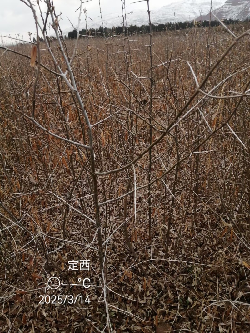 大果沙棘（状元黄）沙棘大量，沙棘发新疆