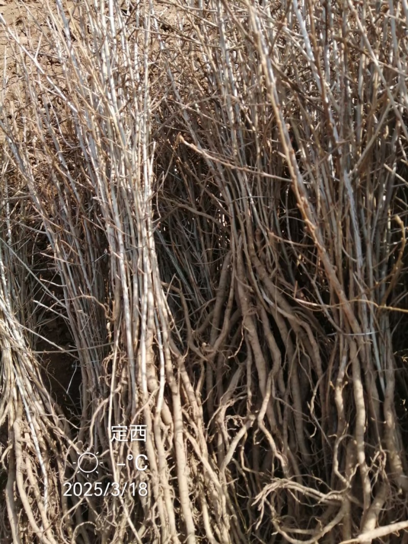 大果沙棘（状元黄）沙棘大量，沙棘发新疆