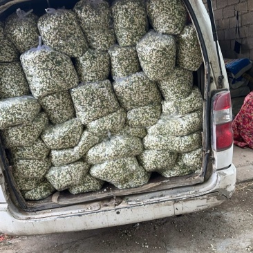 洋槐花槐花
