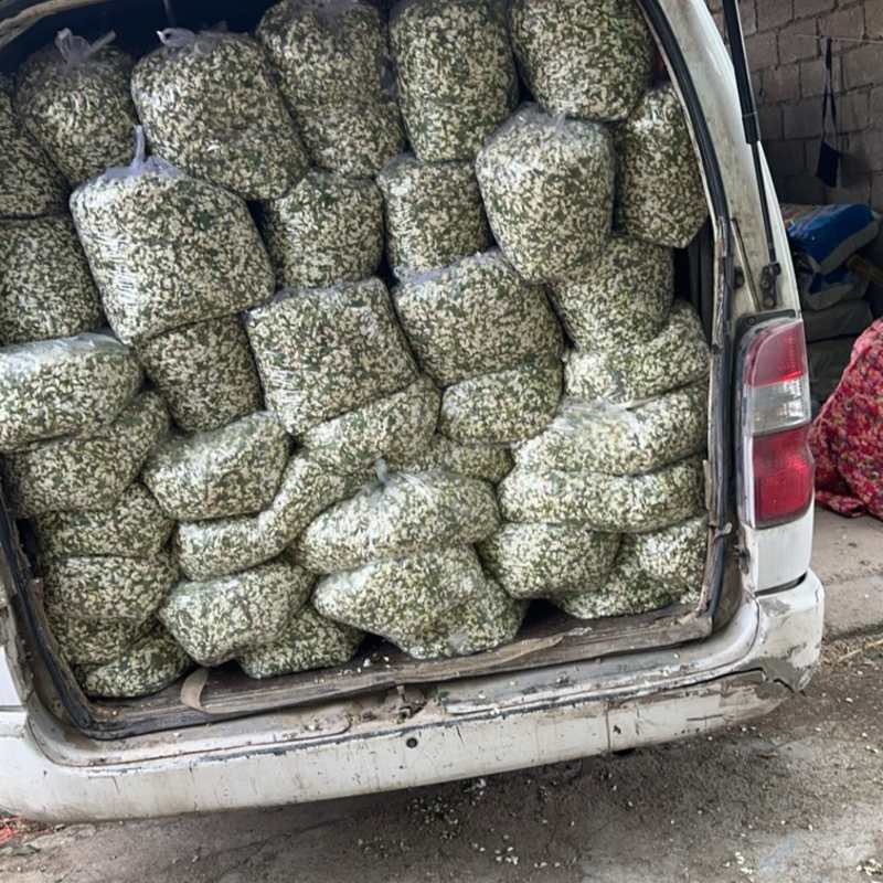 洋槐花槐花