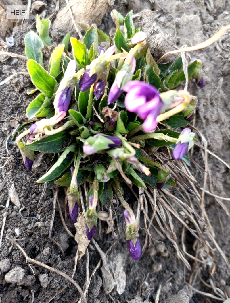 紫花地丁种植根苗