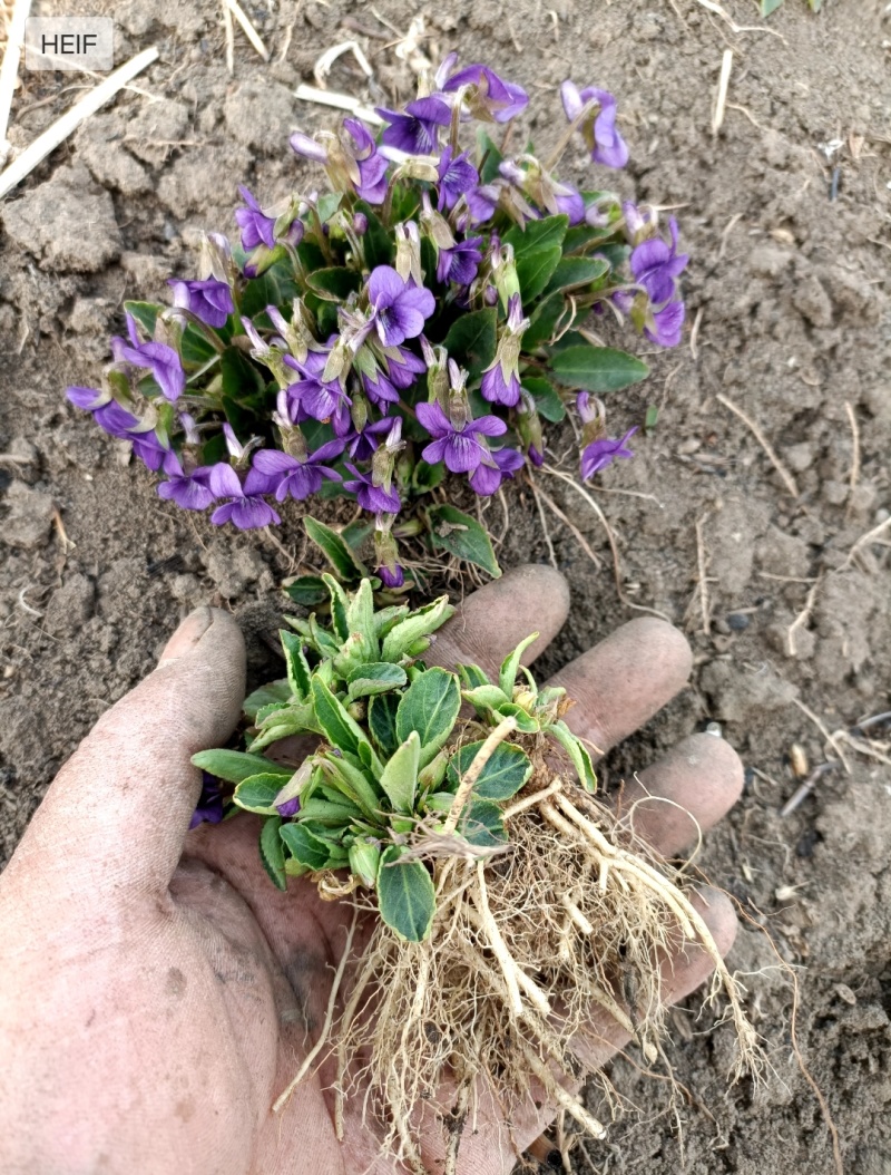 紫花地丁种植根苗