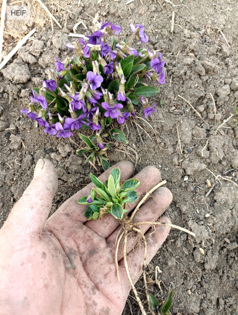 紫花地丁种植根苗