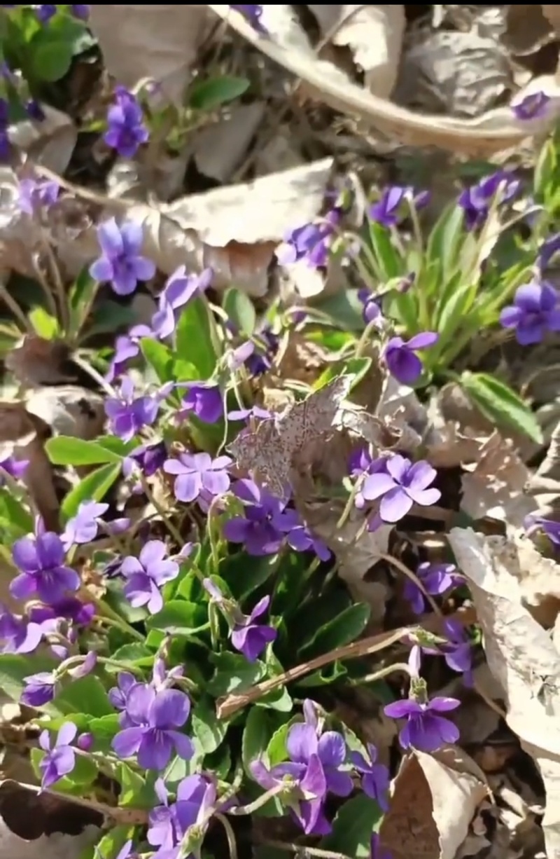 紫花地丁种植根苗