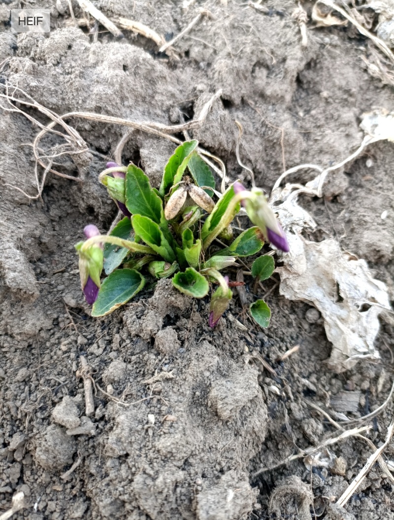 紫花地丁种植根苗