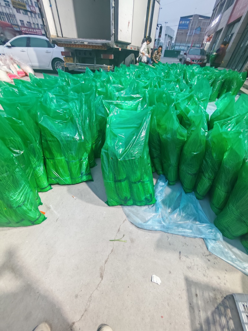 精品红帽蒜苔，一手货源产地直发欢迎前来实地参观考察