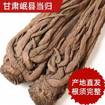 精品当归规格齐全量大从优质量保证欢迎咨询
