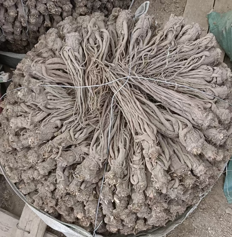 精品当归规格齐全量大从优质量保证欢迎咨询