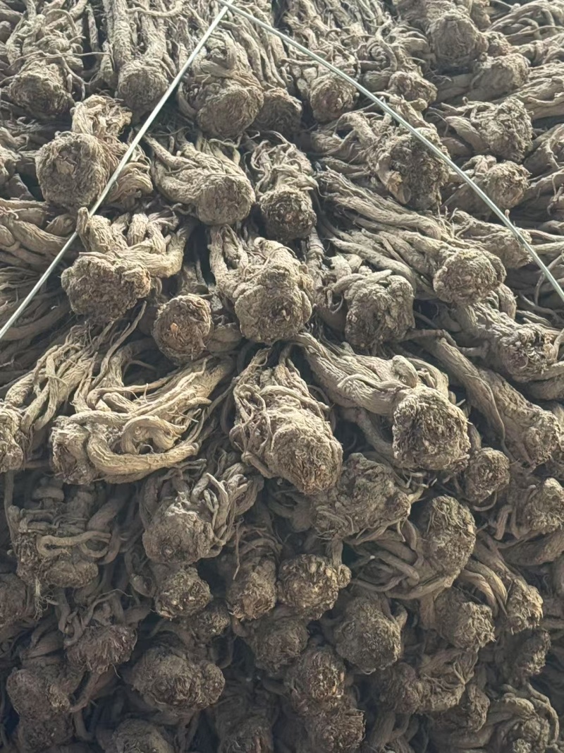 精品当归规格齐全量大从优质量保证欢迎咨询