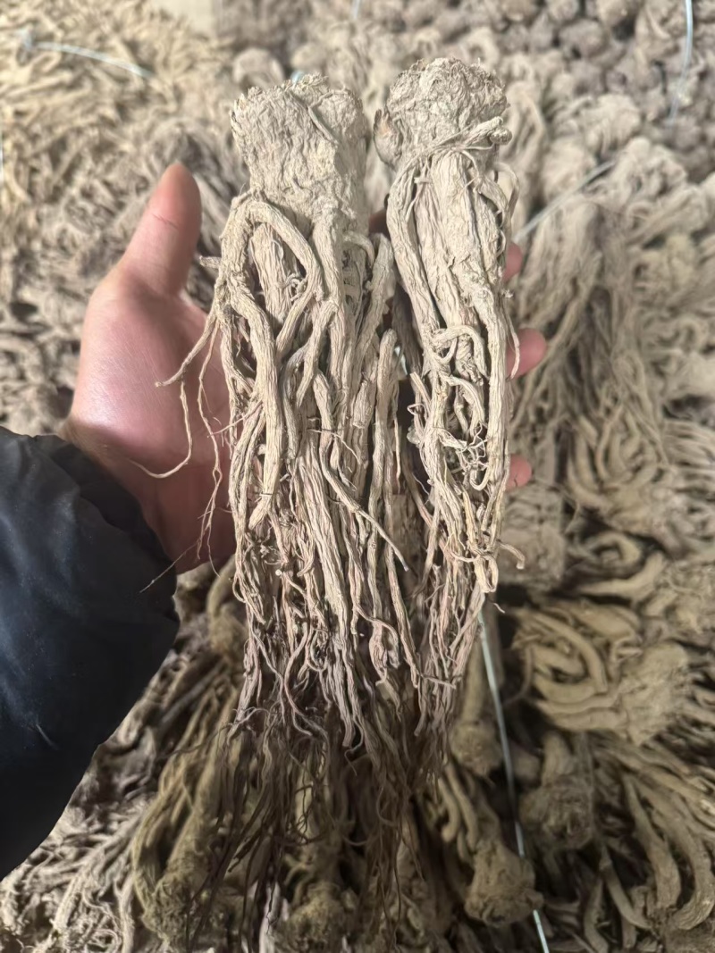 精品当归规格齐全量大从优质量保证欢迎咨询