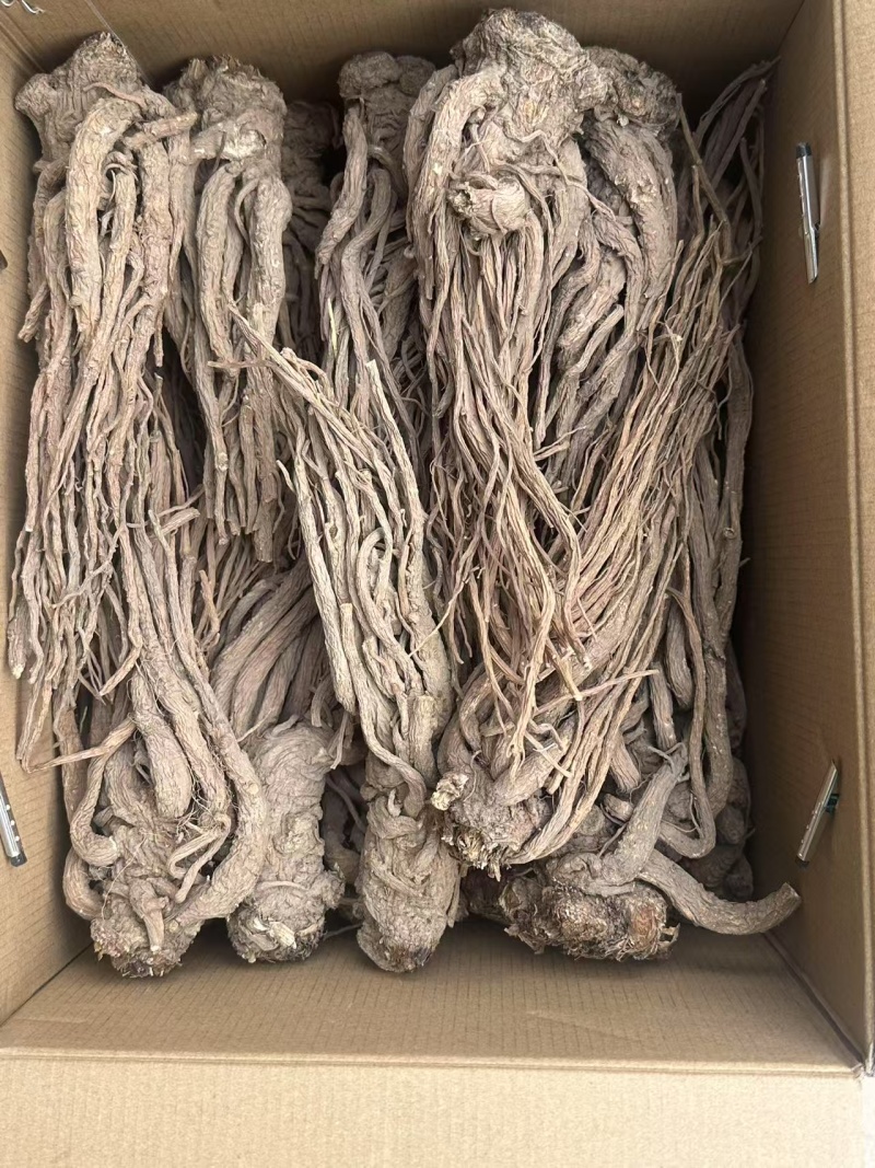 精品当归规格齐全量大从优质量保证欢迎咨询