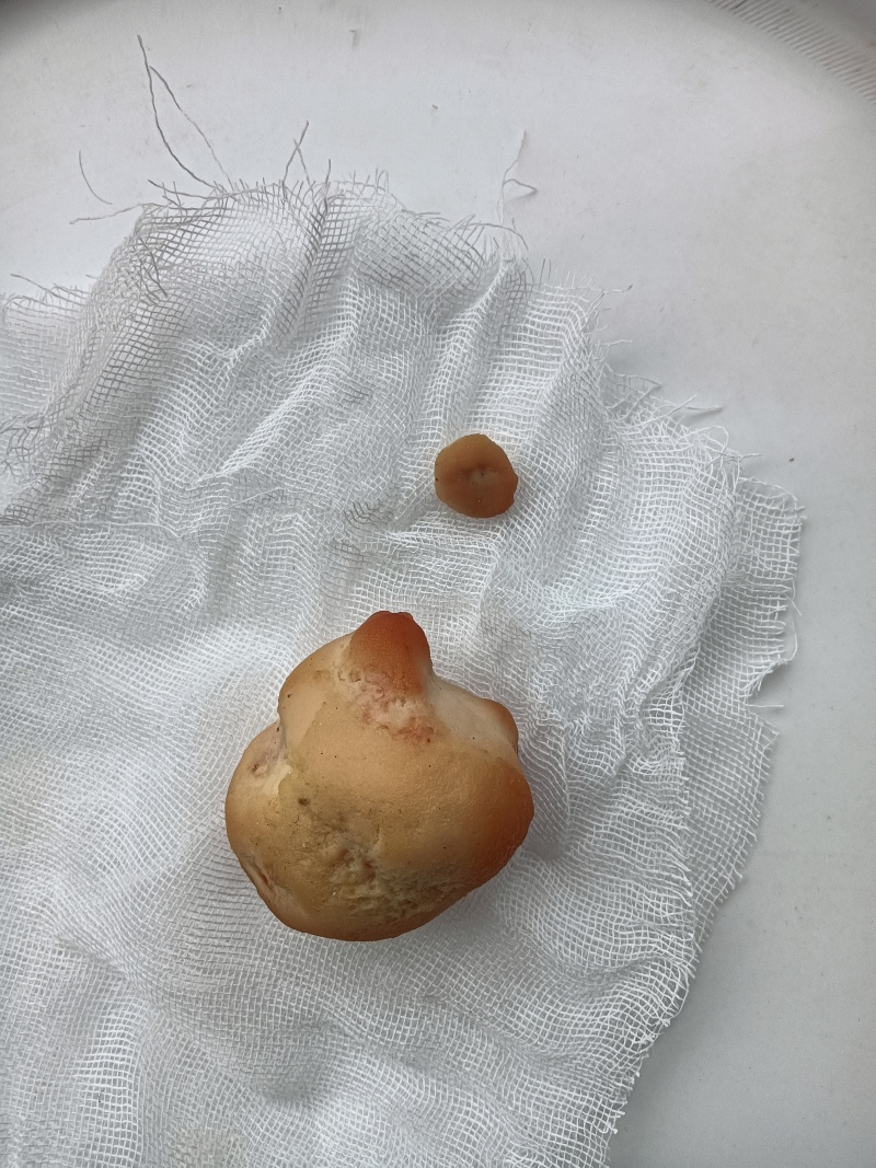 自家养一年多老母鸡里出现一个鸡宝