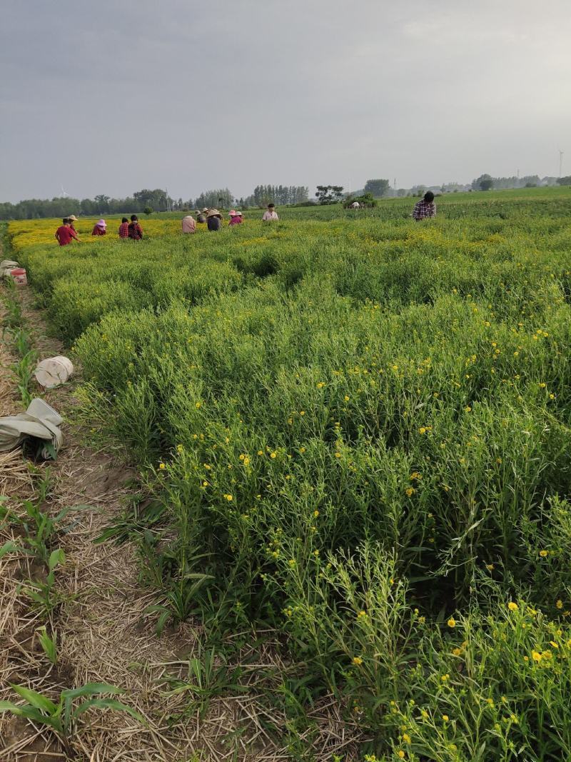旋覆花苗基地直供批发零售回收产品