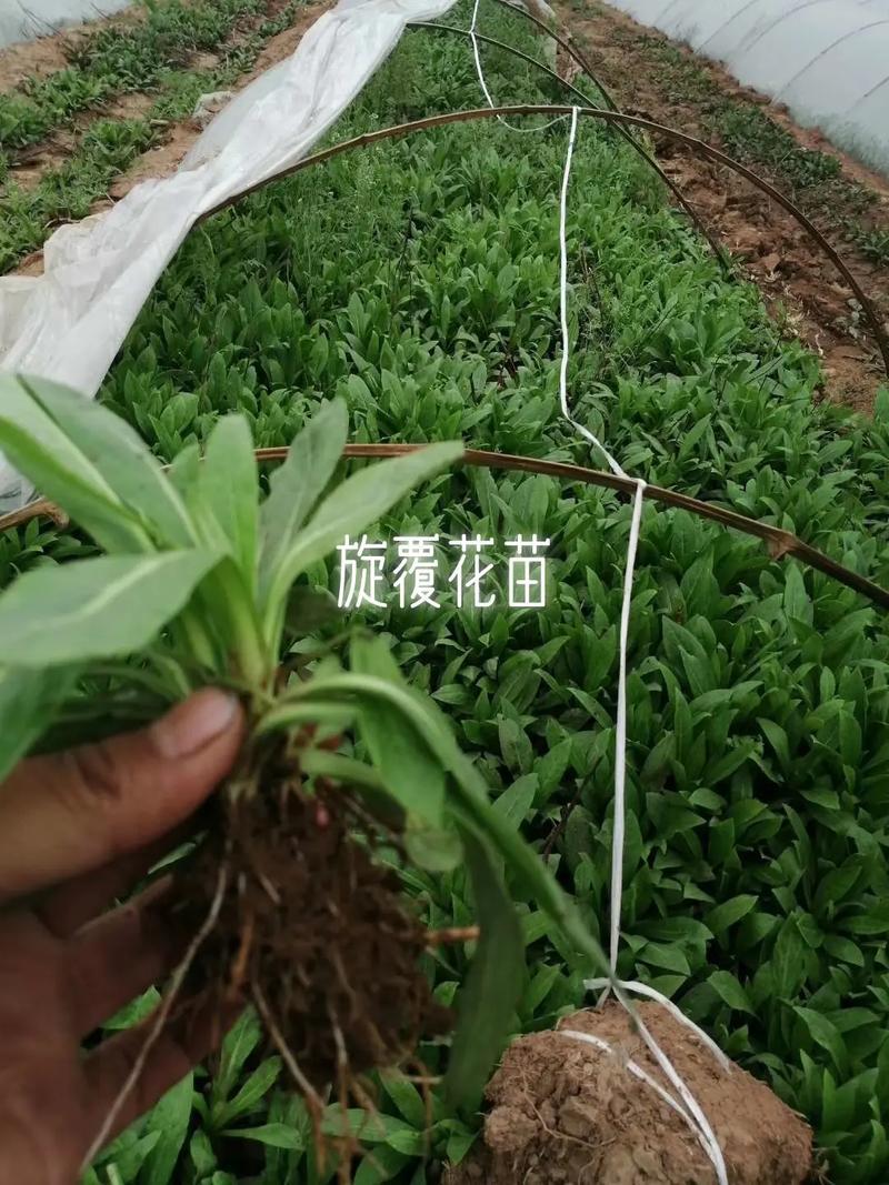 旋覆花苗基地直供批发零售回收产品