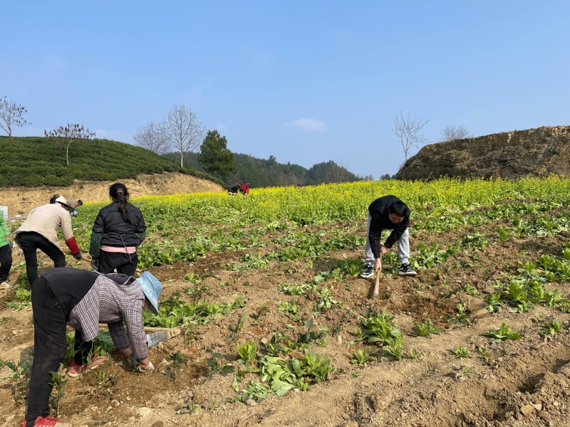 旋覆花苗基地直供批发零售回收产品