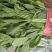 小叶高杆菠菜