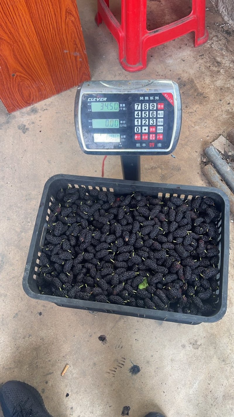 桑葚
