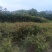 柑桔苗（酸橘头）2.5/棵，白花油茶苗2/棵，嘉宝果苗