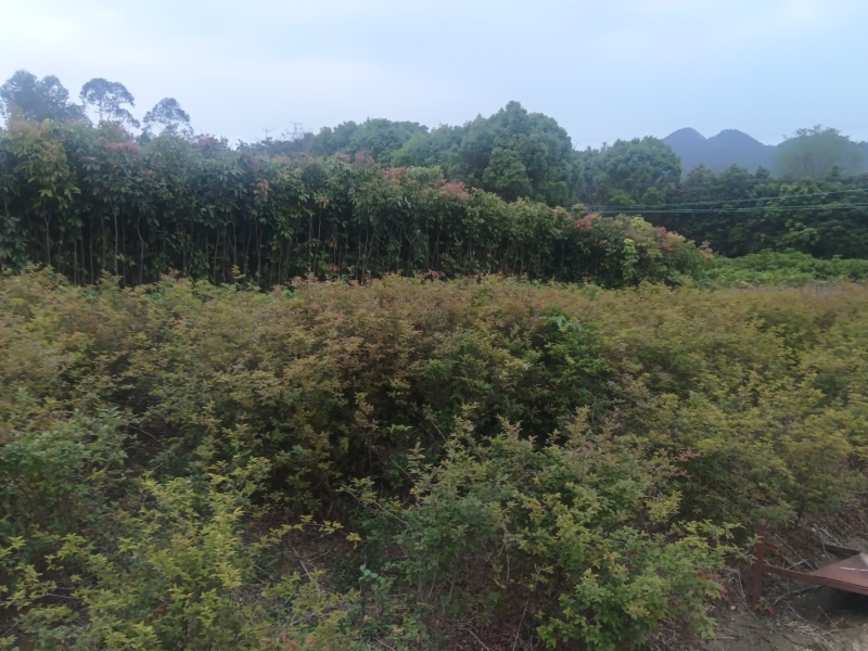 柑桔苗（酸橘头）2.5/棵，白花油茶苗2/棵，嘉宝果苗