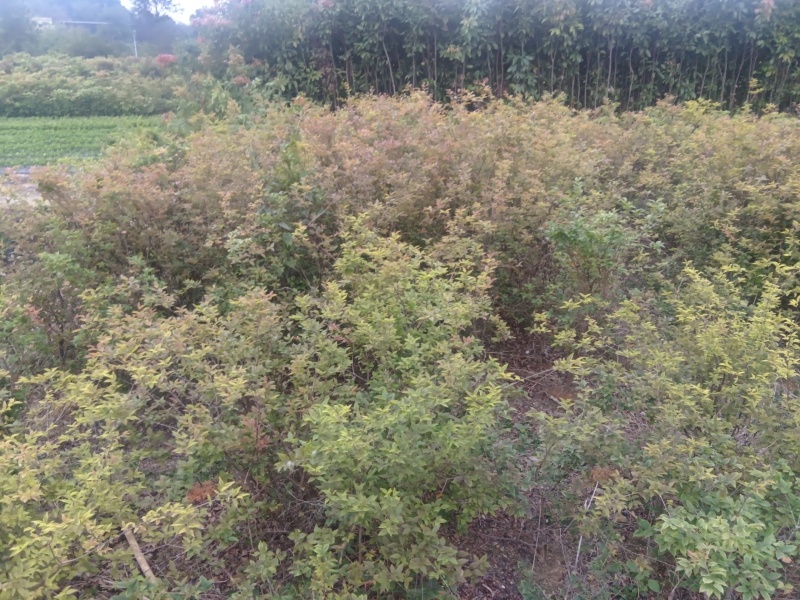 柑桔苗（酸橘头）2.5/棵，白花油茶苗2/棵，嘉宝果苗