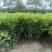 柑桔苗（酸橘头）2.5/棵，白花油茶苗2/棵，嘉宝果苗