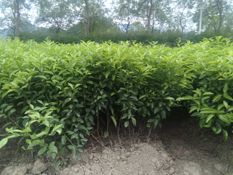 柑桔苗（酸橘头）2.5/棵，白花油茶苗2/棵，嘉宝果苗