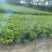 柑桔苗（酸橘头）2.5/棵，白花油茶苗2/棵，嘉宝果苗