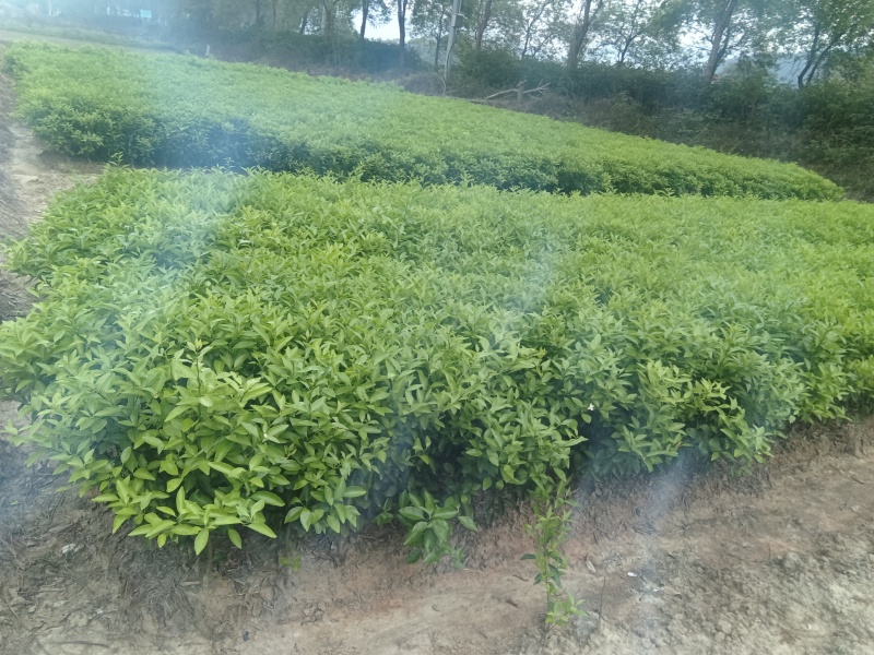 柑桔苗（酸橘头）2.5/棵，白花油茶苗2/棵，嘉宝果苗