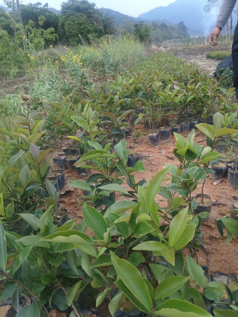 柑桔苗（酸橘头）2.5/棵，白花油茶苗2/棵，嘉宝果苗
