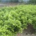 柑桔苗（酸橘头）2.5/棵，白花油茶苗2/棵，嘉宝果苗