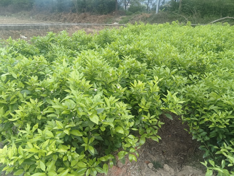 柑桔苗（酸橘头）2.5/棵，白花油茶苗2/棵，嘉宝果苗