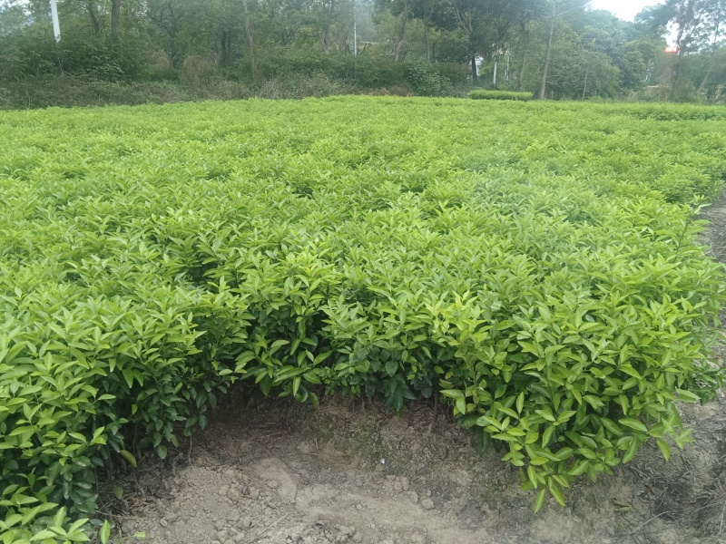 柑桔苗（酸橘头）2.5/棵，白花油茶苗2/棵，嘉宝果苗