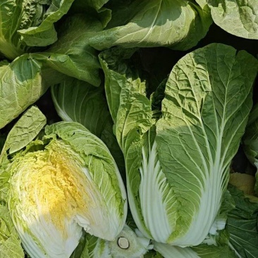 黄心白菜毛菜净菜市场，电商，加工厂，赶大集等