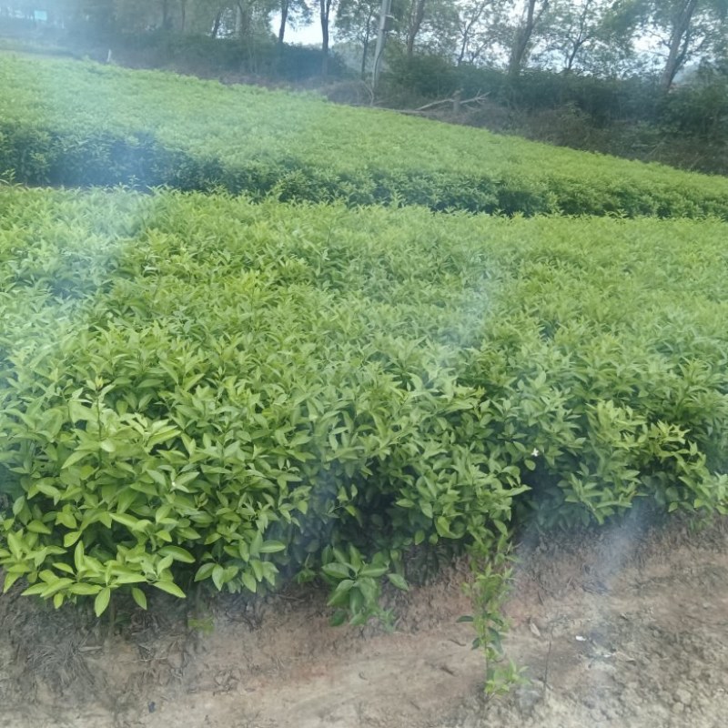 柑桔苗（酸橘头）2.5/棵，白花油茶苗2/棵，嘉宝果苗